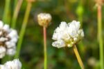 Armeria pseudarmeria - Afbeelding 2