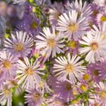 Aster dumosus 'Pink Star'