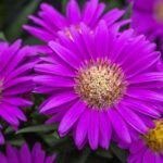 Aster 'Starlight'
