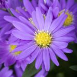 Aster frikartii 'Jungfrau'