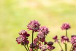 Astrantie major 'Roma' - Afbeelding 2