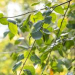 Betula utilis 'Doorenbos'