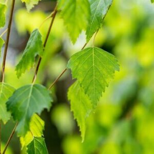 Betula utilis 'Jacquemontii'