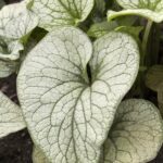 Brunnera macrophylla
