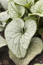 Brunnera macrophylla