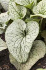 Brunnera macrophylla