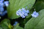 Brunnera macrophylla - Afbeelding 2