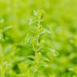 Calamintha nepeta subsp. Nepeta