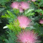 Calliandra sur. 'Dixie Pink'