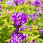 Campanula glomerata 'Acaulis'