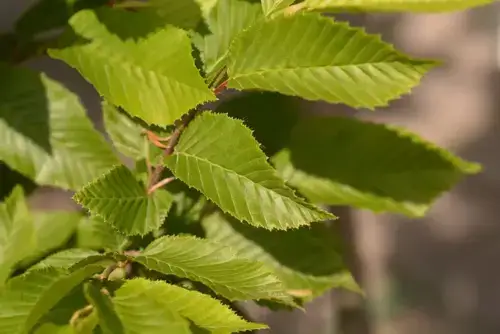 Carpinus-Fastigiat-2 Carpinus betulus 'Fastigiata' - Afbeelding 1