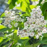 Catalpa bignonioides 'Nana'