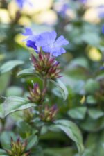 Ceratostigma plumbaginoides - Afbeelding 2