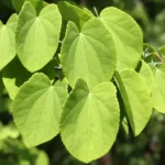 Cercidiphyllum japonicum