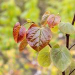 Cercis canadensis 'Merlot'