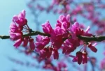 Cercis siliquastrum - Afbeelding 2