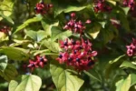 Clerodendrum trichotomum - Afbeelding 2