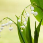 Convallaria majalis