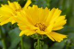 Coreopsis vert. 'Grandiflora' - Afbeelding 2