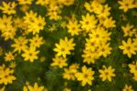Coreopsis vert. 'Grandiflora'