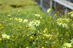 Coreopsis vert. 'Moonbeam'