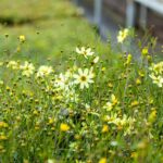 Coreopsis vert. 'Moonbeam'