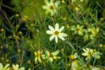 Coreopsis vert. 'Moonbeam' - Afbeelding 2