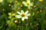 Coreopsis vert. 'Moonbeam' - Afbeelding 3