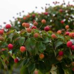 Cornus kousa var. chinensis