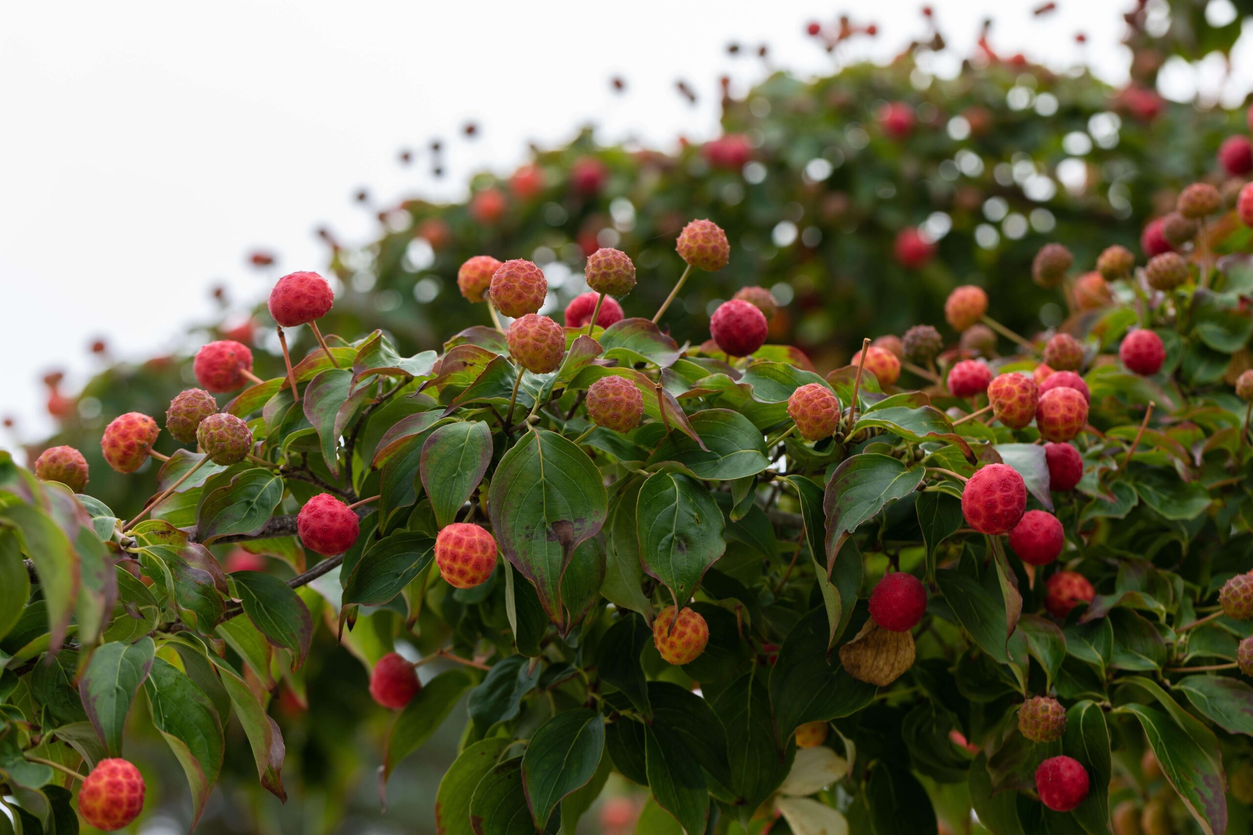 Cornus-k-chinensis-2 Cornus kousa var. chinensis - Afbeelding 1