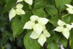 Cornus kousa var. chinensis - Afbeelding 2