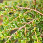 Cotoneaster apic. 'Blackburn'