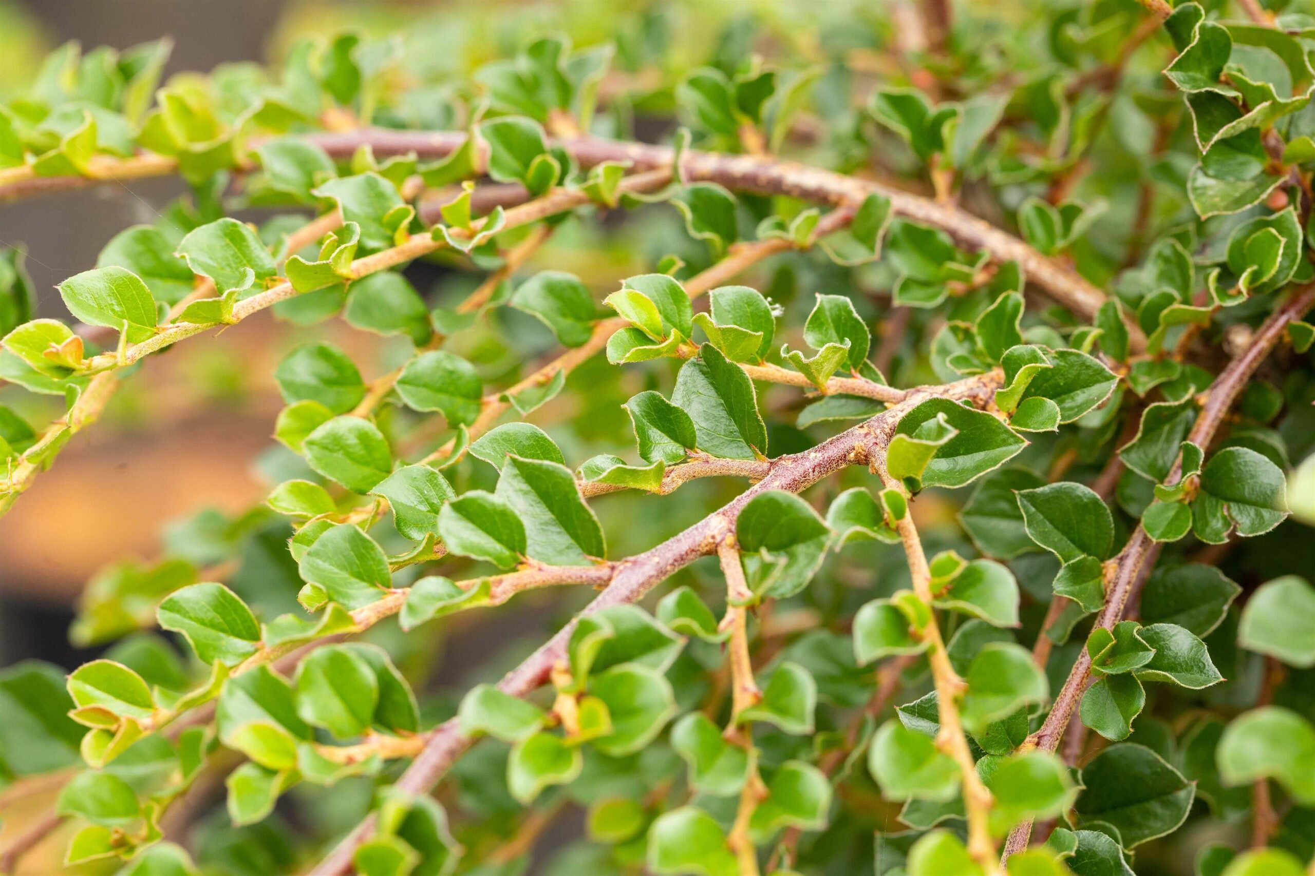 Cotoneaster-Blackburn-2 Cotoneaster apic. 'Blackburn' - Afbeelding 1