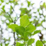 Crataegus lavalleei 'Carrierei'