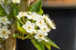 Crataegus lavalleei 'Carrierei' - Afbeelding 2