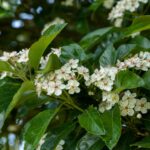 Crataegus persimilis 'Splendens'