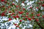 Crataegus persimilis 'Splendens' - Afbeelding 2