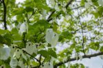 Davidia involucrata - Afbeelding 2