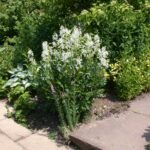 Dictamnus albus Albiflorus