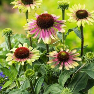 Echinacea 'Green Twister'