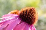 Echinacea purpurea 'Leuchtstern - Afbeelding 2