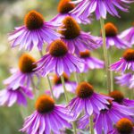 Echinacea purpurea 'Leuchtstern