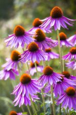 Echinacea purpurea 'Leuchtstern