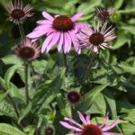 Echinacea purpurea 'Pica Bella'