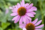 Prunella grandiflora, Salvia nem. Ostfriesland, Echiniacea purp. - Afbeelding 3