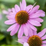 Echinacea purpurea