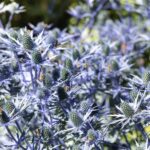 Eryngium planum