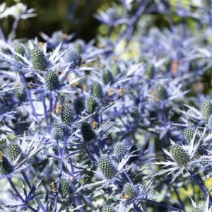 Eryngium planum