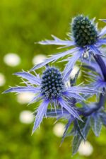 Eryngium planum - Afbeelding 2