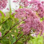 Eupatorium mac. 'Purple Bush'